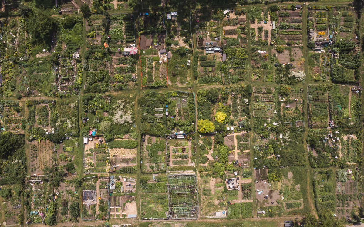 Community garden plots seen from above